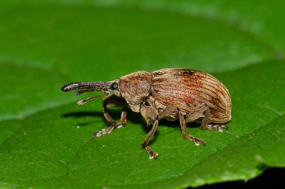 Anthonomus rectirostris - (Curculionidae)